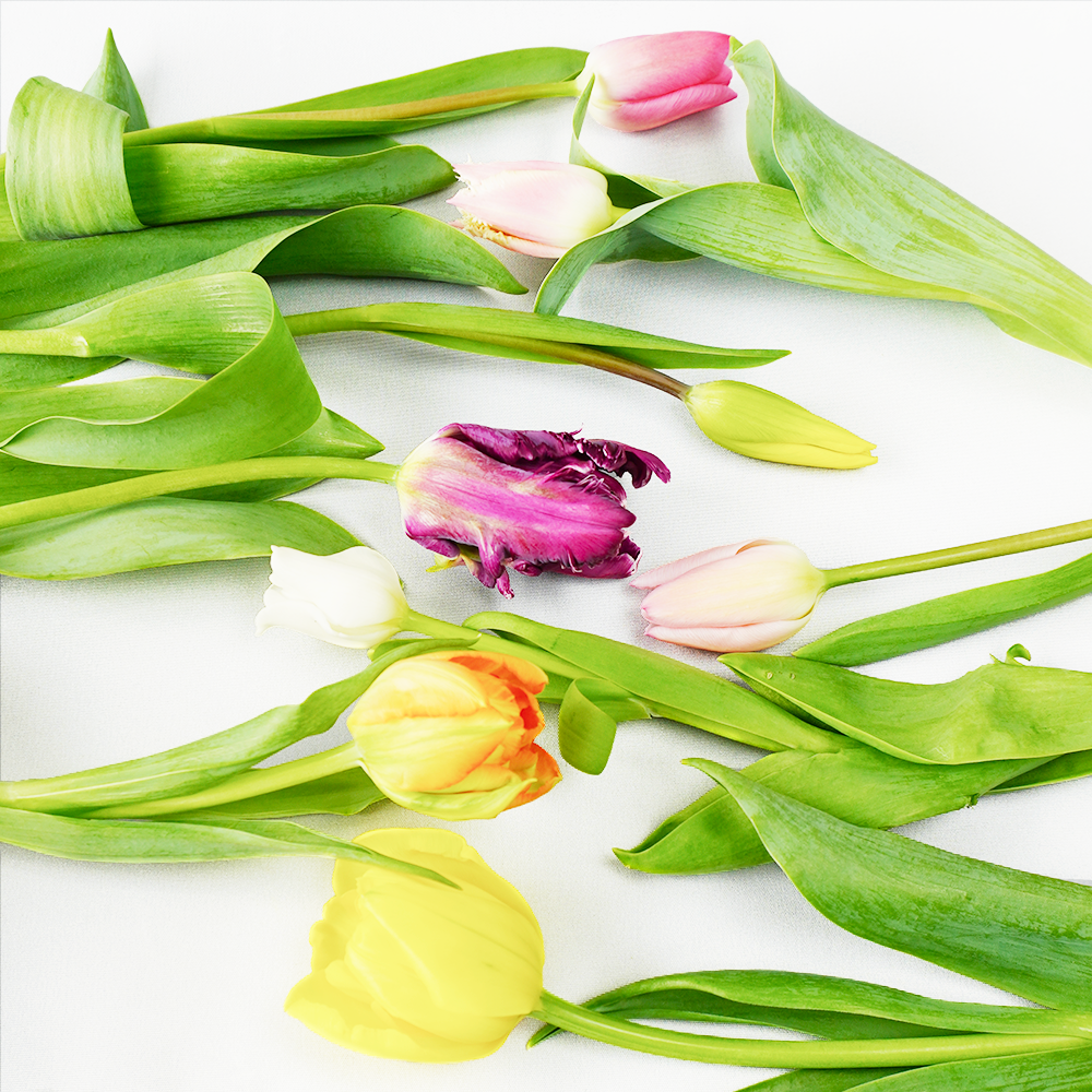 チューリップ特集♪