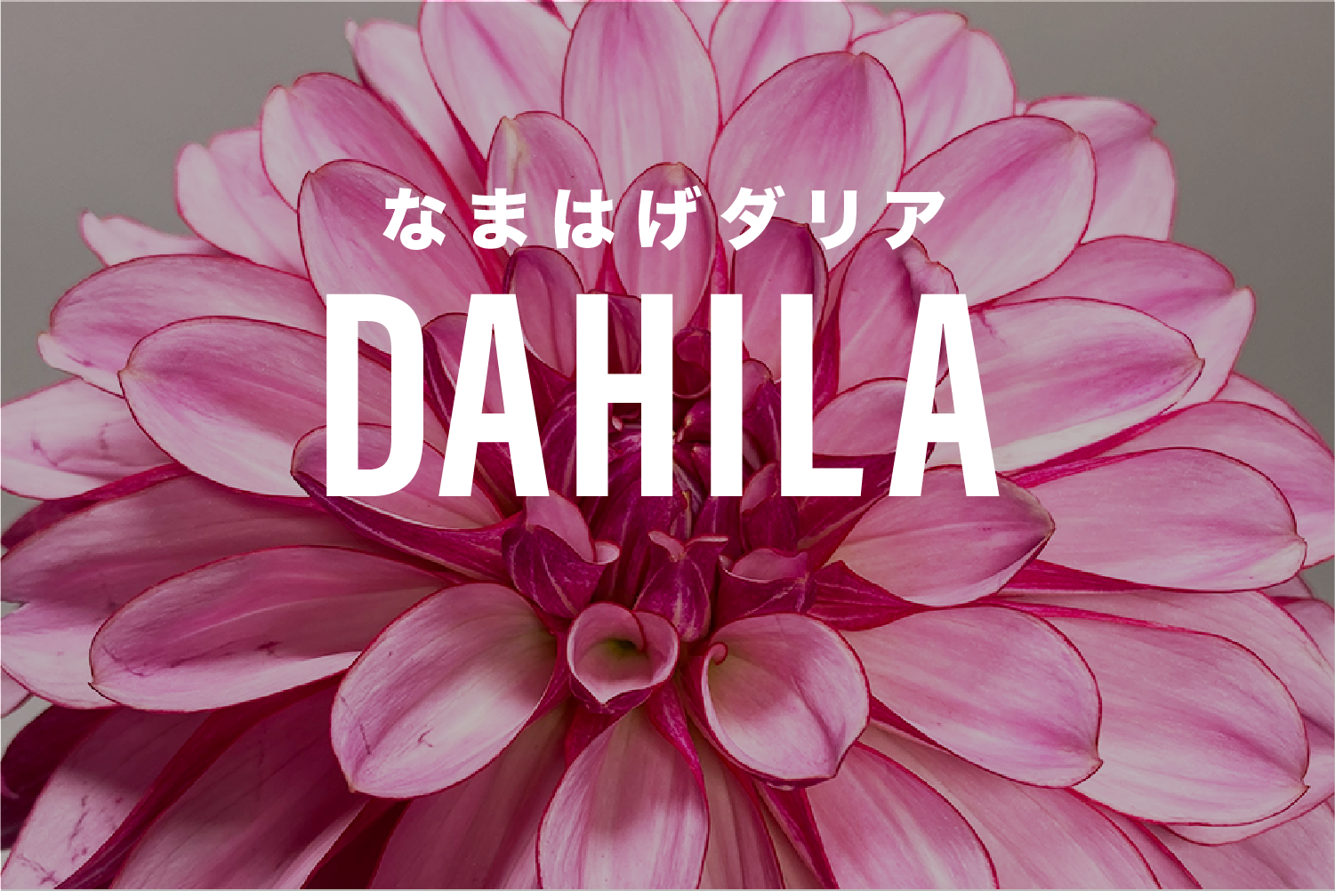 7a6d782cf6bcaa84ddd111f227d301