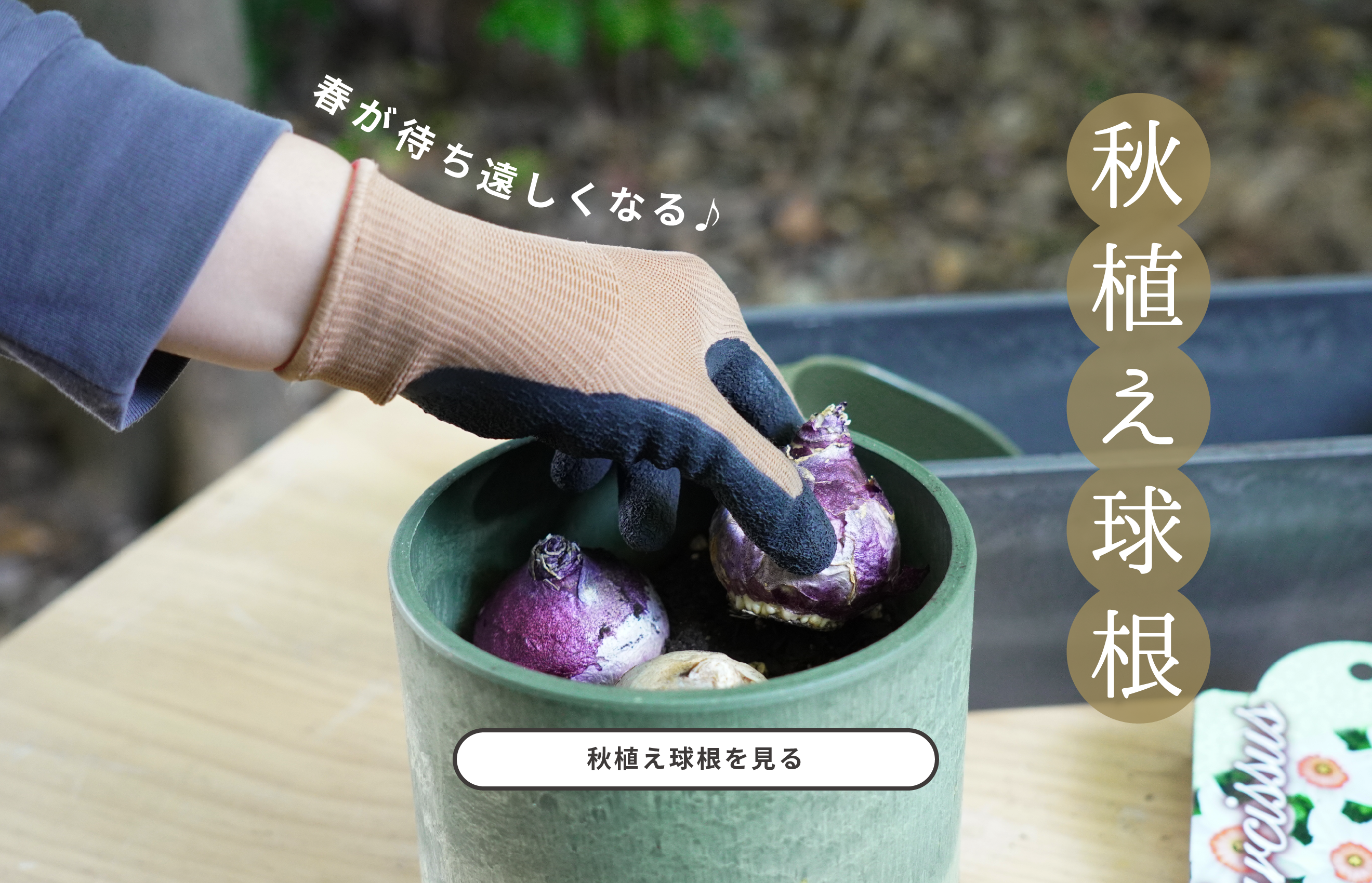 秋植え球根植えっぱなしでもOK。来年の春のお楽しみ♪