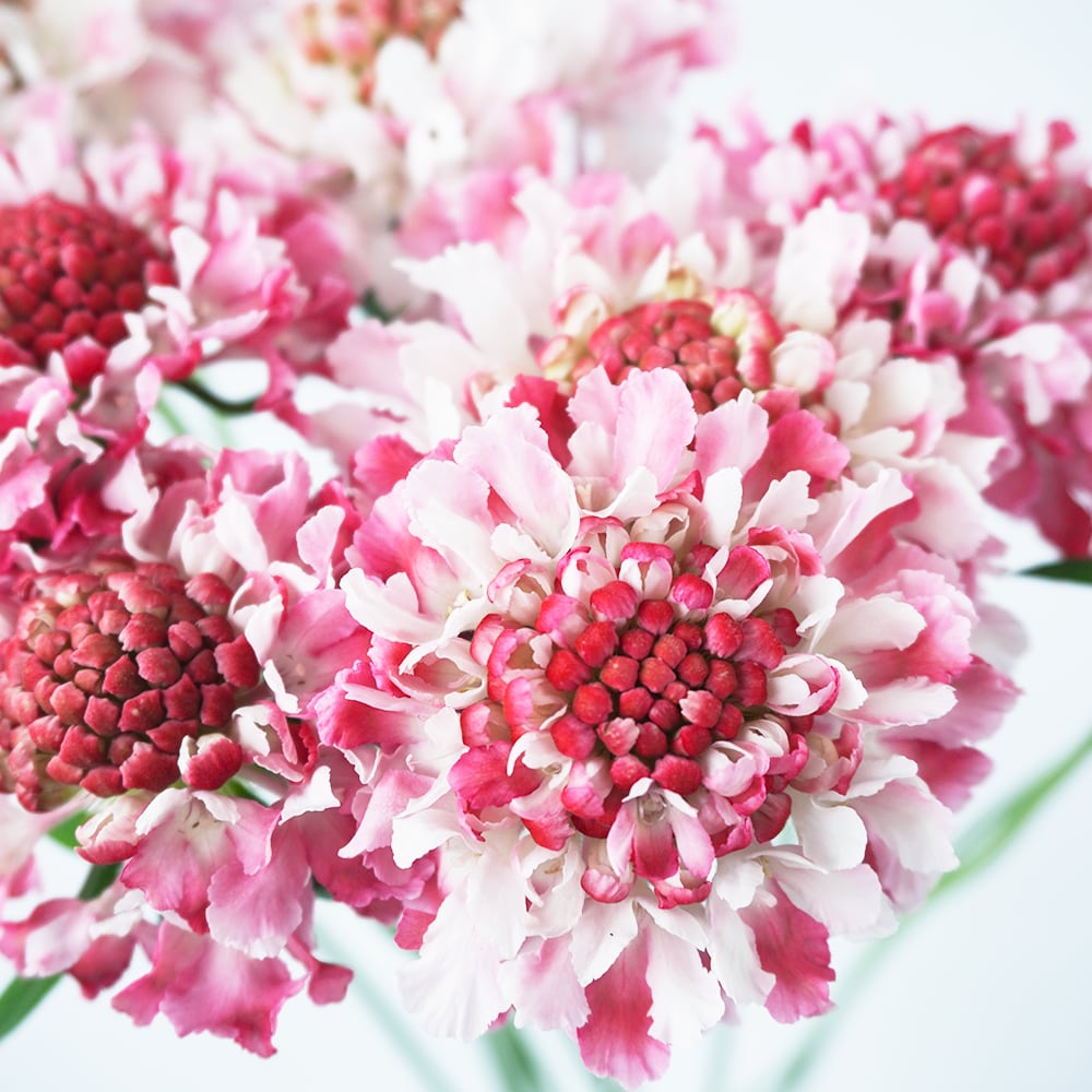 フラワーガーデン寺尾さんのスカビオサ特集♪