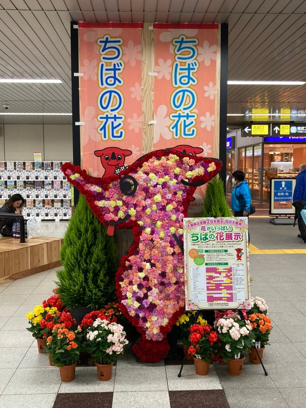 千葉県産のお花を応援！北総鉄道 新鎌ヶ谷駅でチーバくんのお花の展示がスタートしました