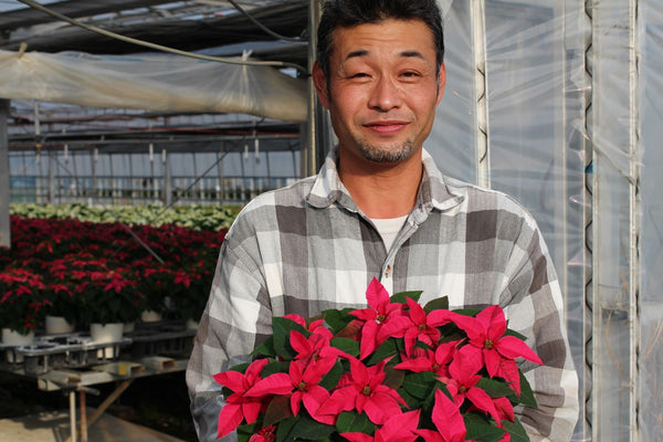 【ポインセチアのつくり手に聞く】マルコウ種苗萩原さん お花の生産者インタビュー ポインセチアの育て方