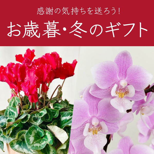 2020冬ギフト・お歳暮 特集｜お花の通販　よいはな