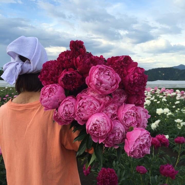 インタビュー＞ 芍薬を知る 鈴木健市さん