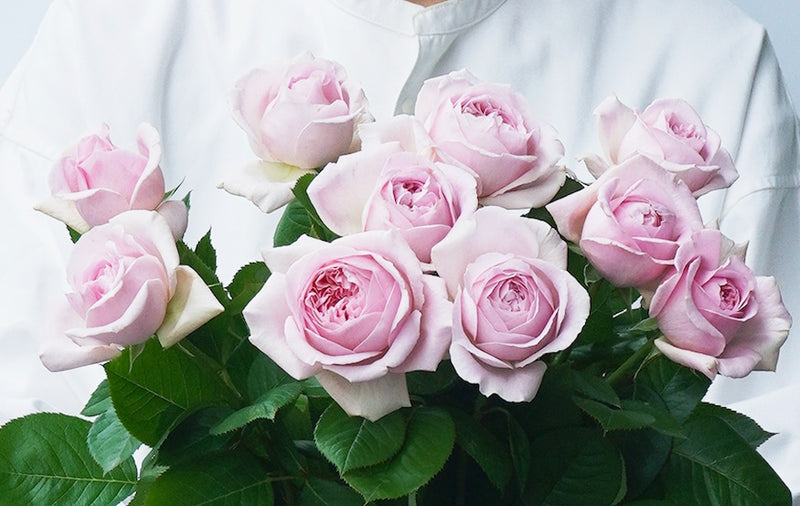 【梶農園のバラ数量限定・希少品種】強香のバラ「メアリーレノックス」と青いバラ「ブルーグラビティ」