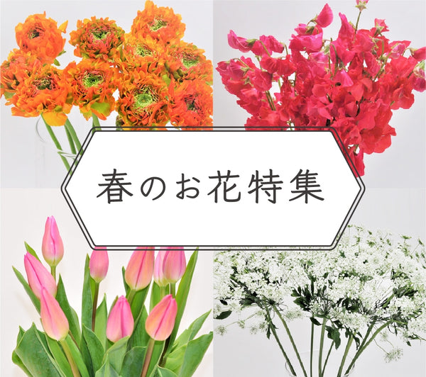 春のお花 特集