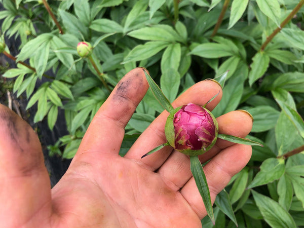 芍薬のつくり手さんに教えてもらいました！蕾で届いた芍薬を開花させる方法とは