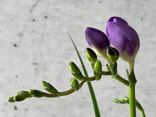 春のフレグランスフラワー｜お部屋に飾るいい香りのお花「フリージア」