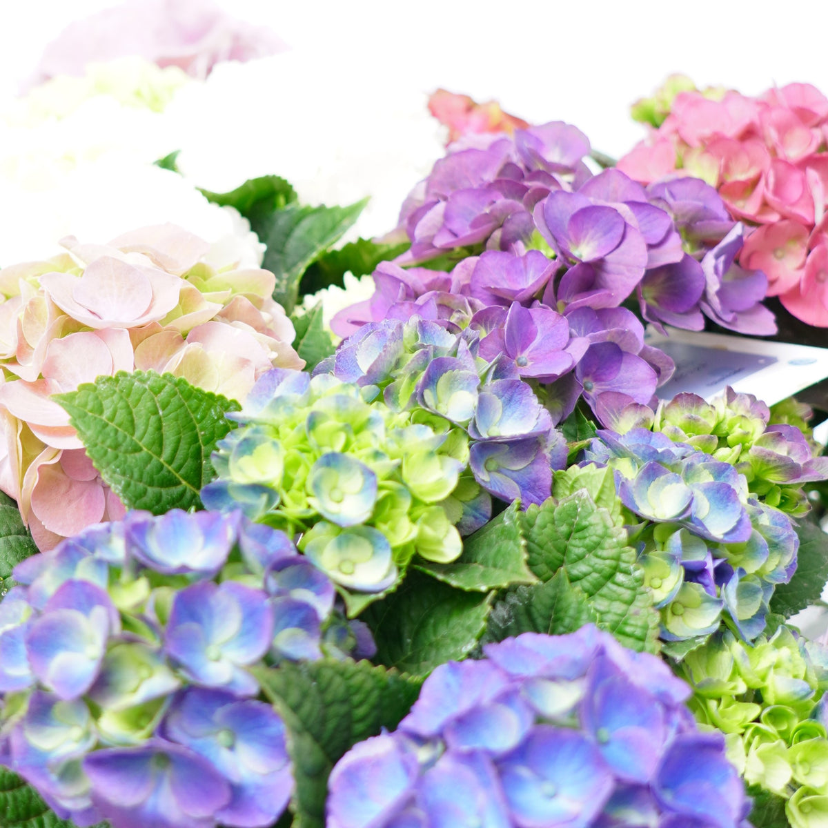 DSC00071_1200x.jpg?v=1682988620