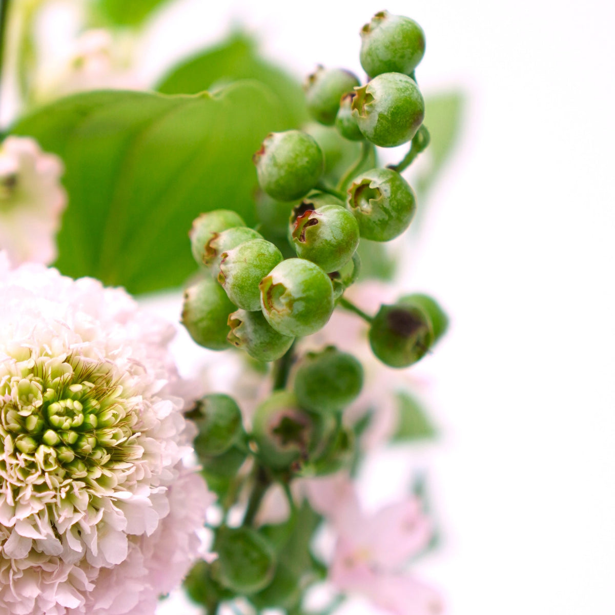 6月19日発送の定期便 『ユリ スイートメモリー』 