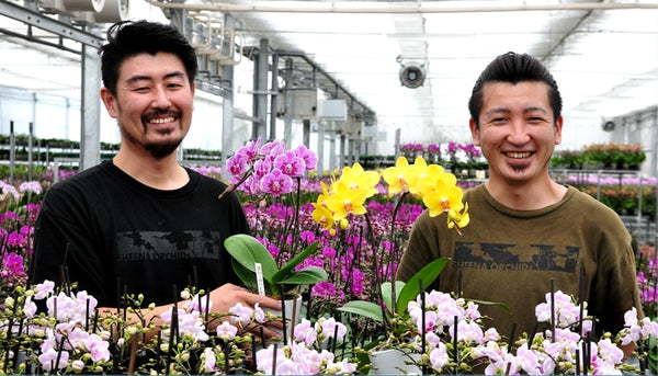 ＜お花のつくり手 応援＞敬老の日の贈り物にぴったりな、椎名洋ラン園のミディ胡蝶蘭をお届けします。