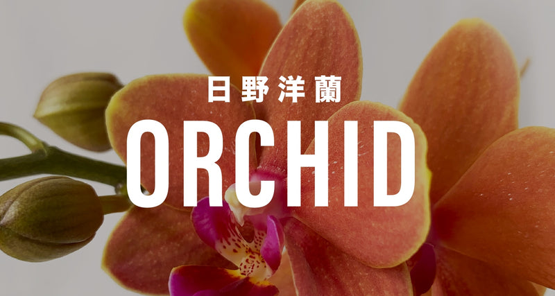 日野洋蘭さんの小さくてカワイイ「ミディファレノ」｜高品質の胡蝶蘭の切花