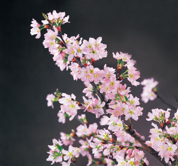 自宅でお花見気分を味わおう！啓翁桜特集