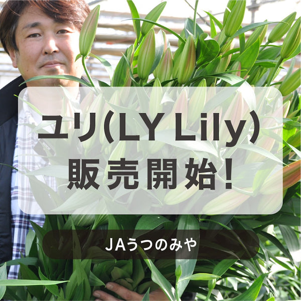 11月26日(木)から販売開始！ユリ（LY Lily）