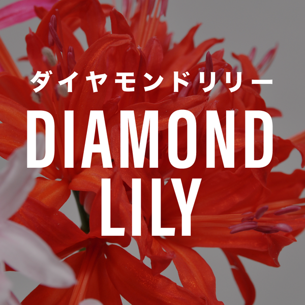 ダイヤモンドリリー様　Only♡♡♡ 11/2〜6日到着限定 希少なダイアモンドリリーを販売します （横山園芸