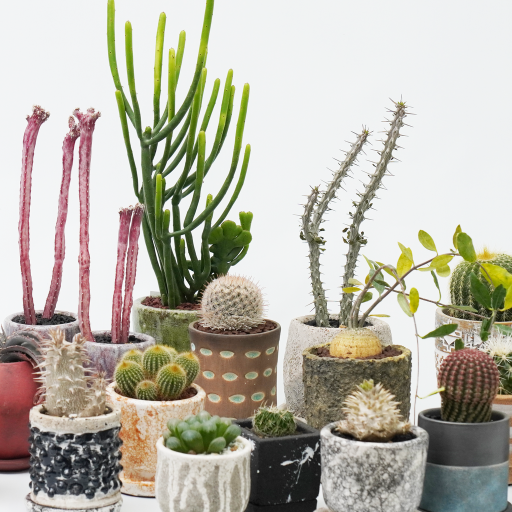 珍奇植物・Bizarre Plantsビザールプランツ特集! 珍奇植物・Bizarre Plantsビザールプランツ特集!