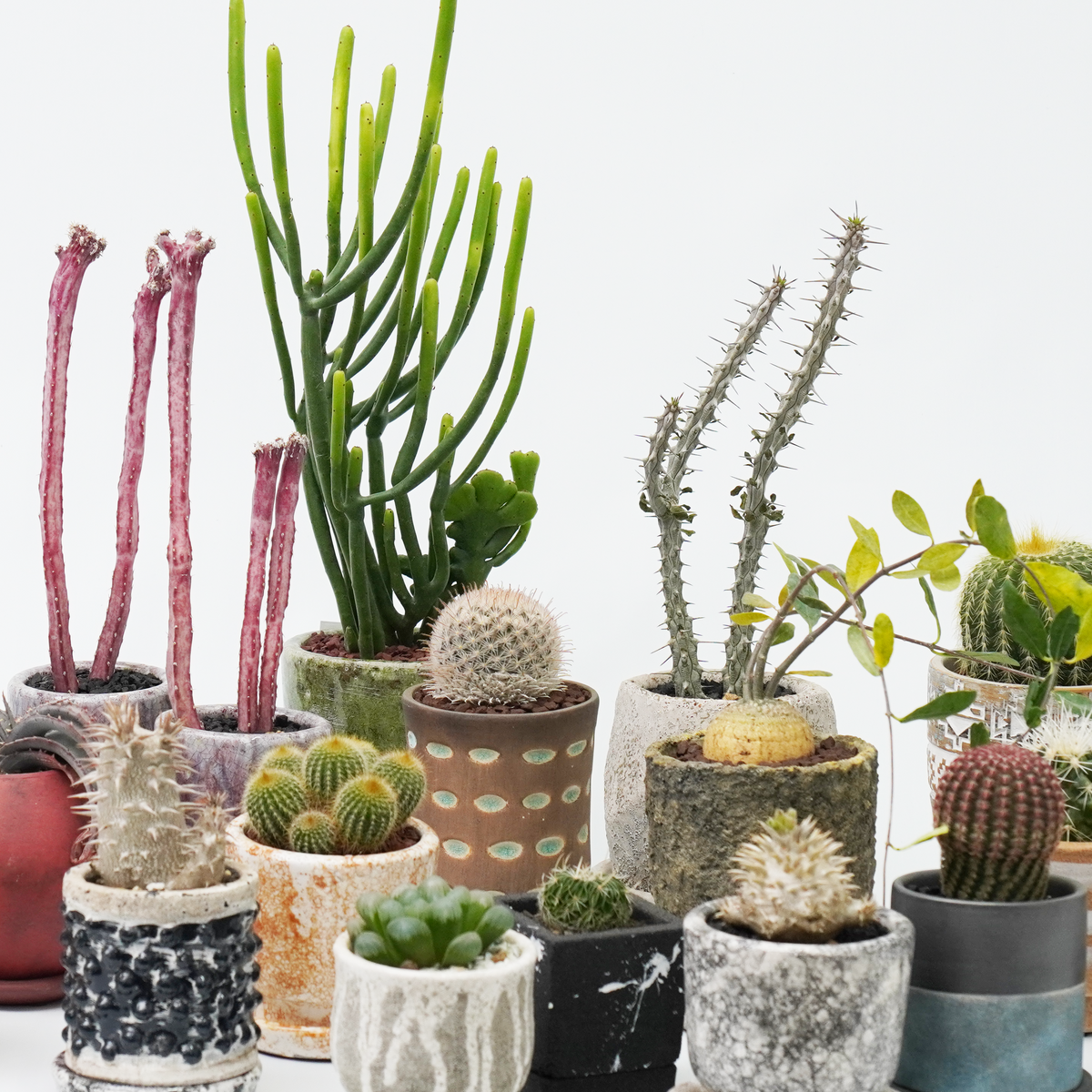 珍奇植物・Bizarre Plantsビザールプランツ特集! 珍奇植物・Bizarre Plantsビザールプランツ特集!