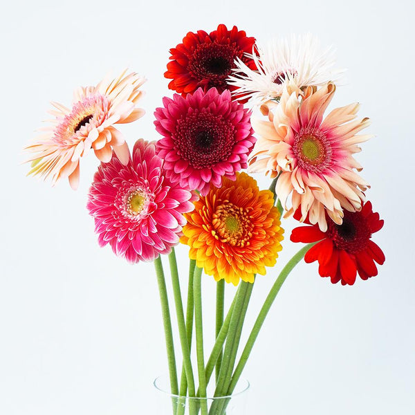 ガーベラ　15本セット ガーベラ