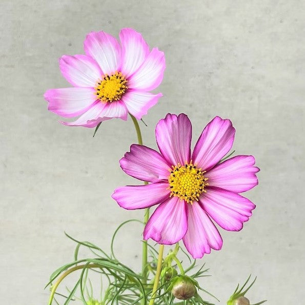 秋の草花ミックスセット　コスモス
