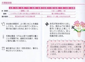 胡蝶蘭6号  エレガンスホワイト　3本立