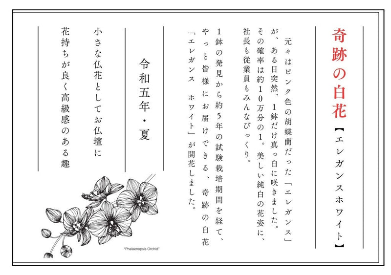 胡蝶蘭5号  エレガンスホワイト　2本立　観葉寄せ植え