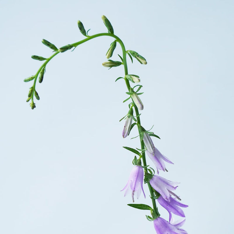秋の草花ミックスセット　コスモス