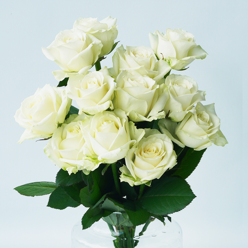 愛を誓う 白バラのダズンローズの花束