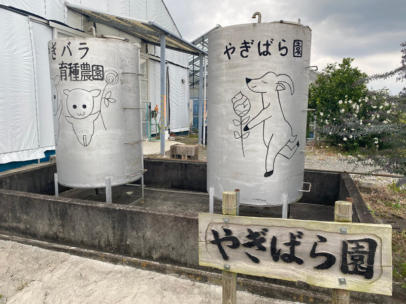 バラブーケ ヤギパープル