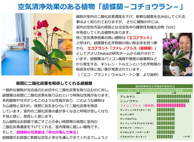 胡蝶蘭3号 お供え仕様 お仏壇に飾れる 2F
